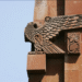 Խմբագրական. Դիւցազնական Արծուեբոյնը